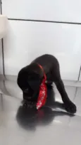 Puppy