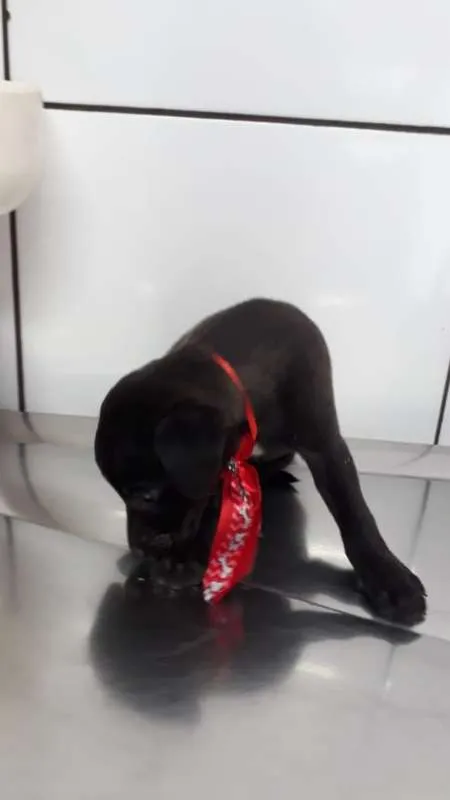 Cachorro ra a srd idade 2 a 6 meses nome Puppy