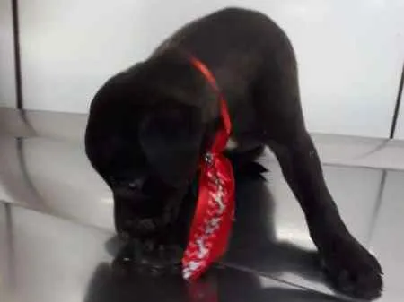 Cachorro ra a srd idade 2 a 6 meses nome Puppy