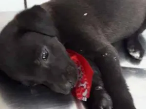 Cachorro raça srd idade 2 a 6 meses nome Puppy