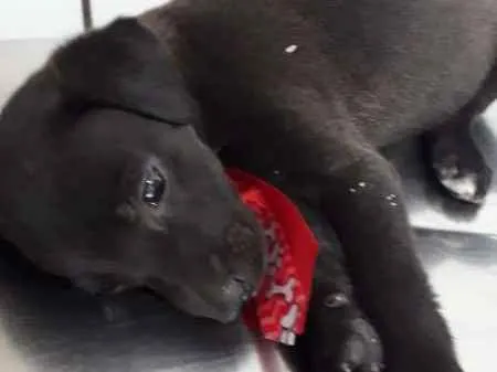 Cachorro ra a srd idade 2 a 6 meses nome Puppy