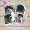 Candy