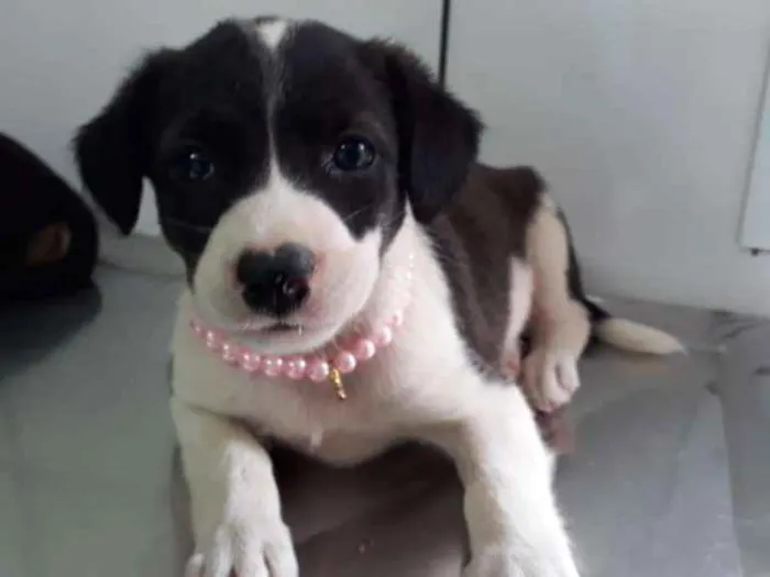 Cachorro ra a srd idade Abaixo de 2 meses nome Candy