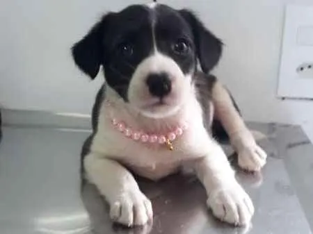 Cachorro ra a srd idade Abaixo de 2 meses nome Candy
