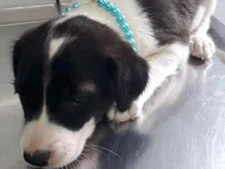 Cachorro ra a srd idade Abaixo de 2 meses nome Candy
