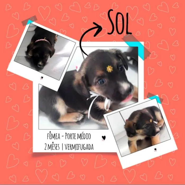 Cachorro ra a srd idade 2 a 6 meses nome Sol