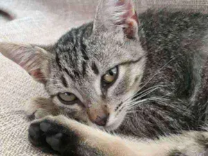 Gato raça SRD idade 2 a 6 meses nome Frederick