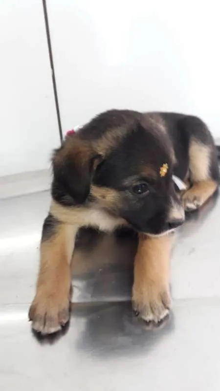 Cachorro ra a srd idade 2 a 6 meses nome Sol