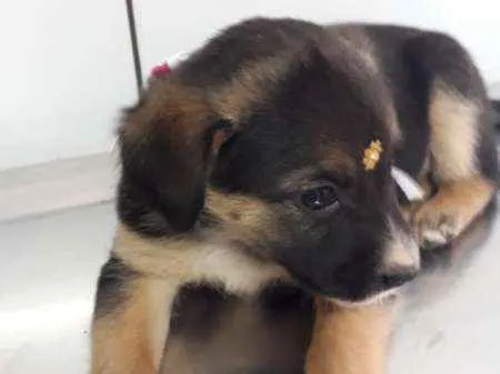Cachorro ra a srd idade 2 a 6 meses nome Sol