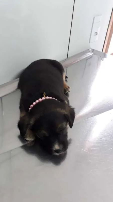 Cachorro ra a srd idade 2 a 6 meses nome Sol