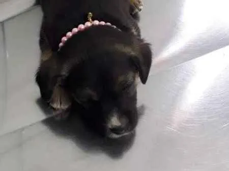 Cachorro ra a srd idade 2 a 6 meses nome Sol