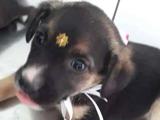 Cachorro ra a srd idade 2 a 6 meses nome Sol