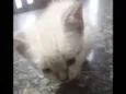 Nao tem