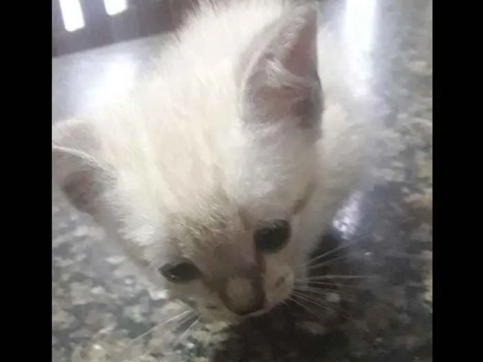 Gato ra a  idade 2 a 6 meses nome Nao tem