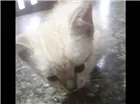 Gato raça  idade 2 a 6 meses nome Nao tem