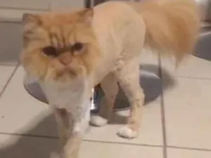 Gato raça Persa idade 5 anos nome Gerônimo