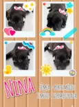 Cachorro raça srd idade 2 a 6 meses nome Nina