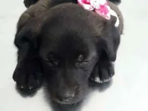 Cachorro raça srd idade 2 a 6 meses nome Nina
