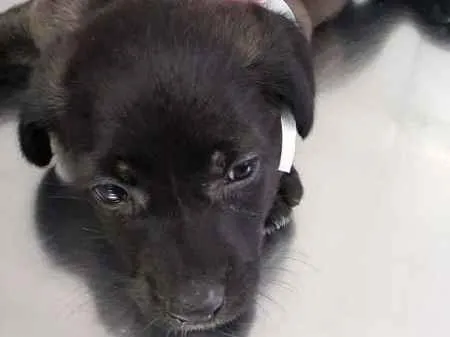 Cachorro raça srd idade 2 a 6 meses nome Nina