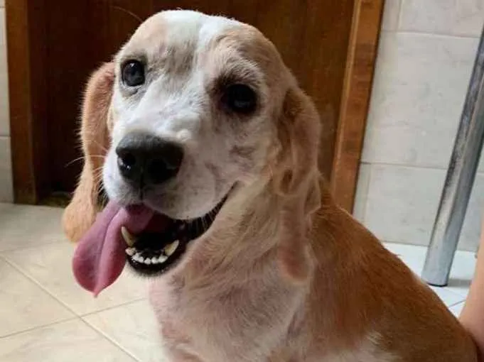 Cachorro ra a Beagle idade 6 ou mais anos nome Flor