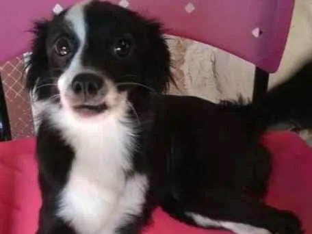 Cachorro ra a Mestiça border collie idade 7 a 11 meses nome Collie