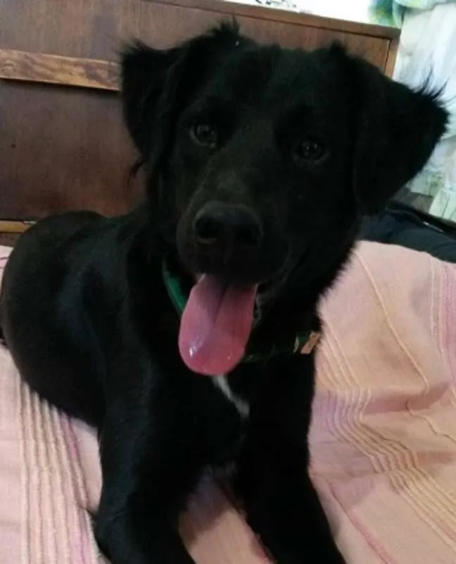 Cachorro ra a SRD idade 2 anos nome Guri