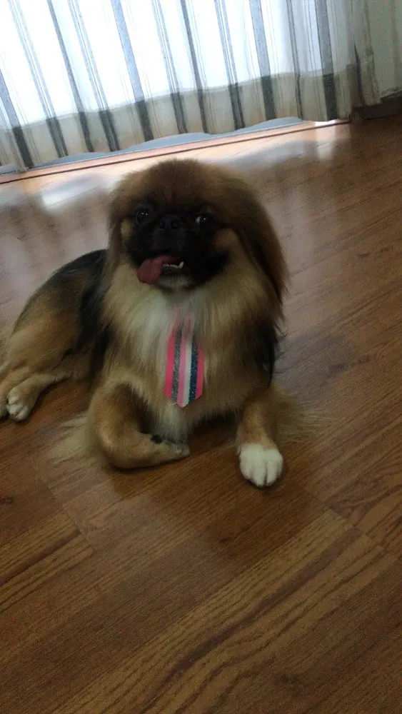 Cachorro ra a Pequinês  idade 2 anos nome Theo e Luy