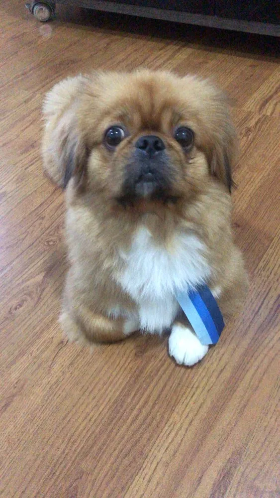 Cachorro ra a Pequinês  idade 2 anos nome Theo e Luy