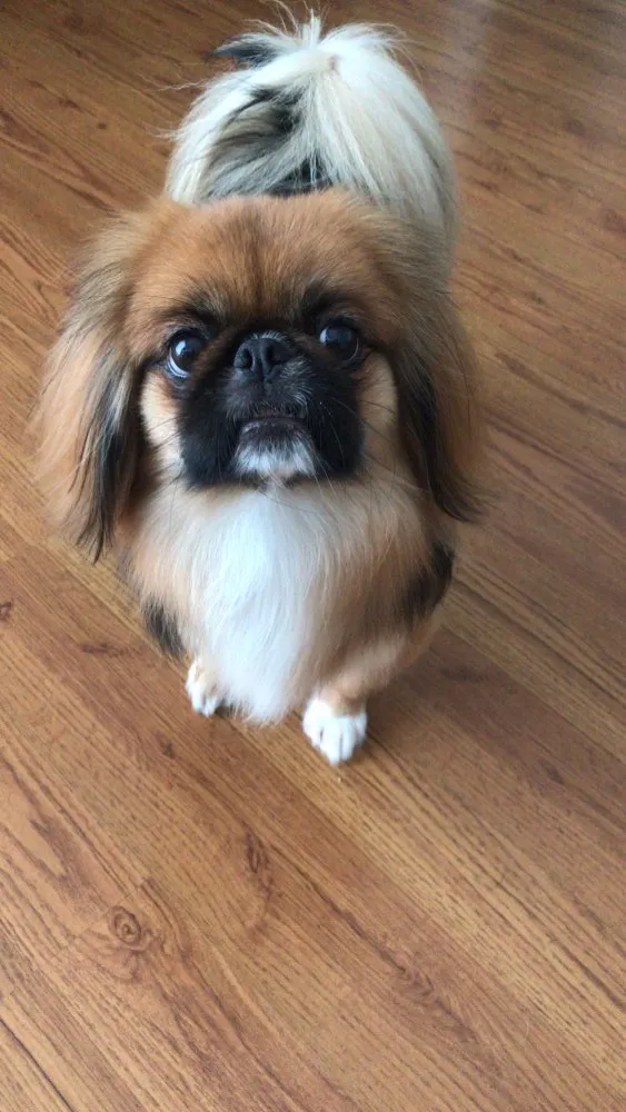 Cachorro ra a Pequinês  idade 2 anos nome Theo e Luy