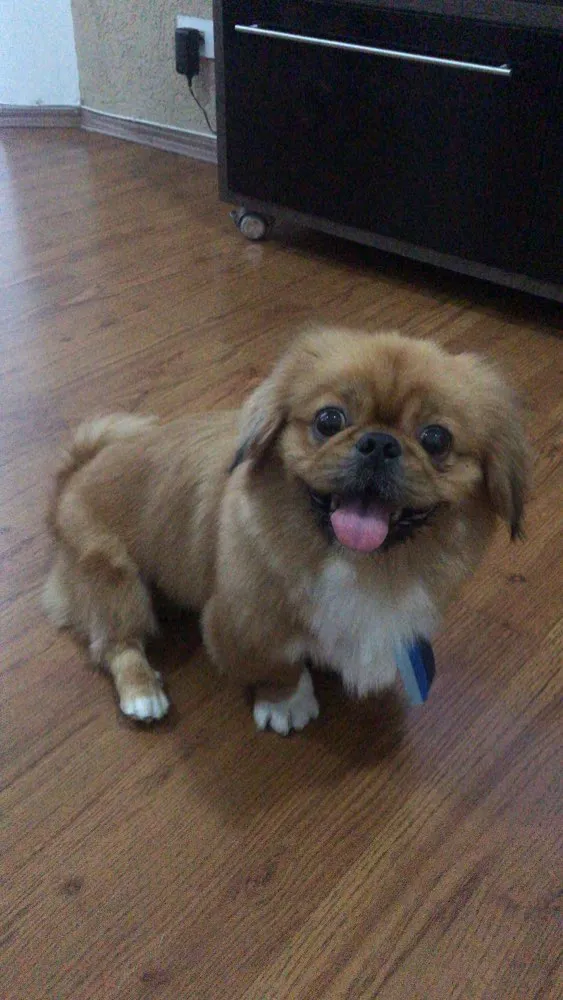 Cachorro ra a Pequinês  idade 2 anos nome Theo e Luy