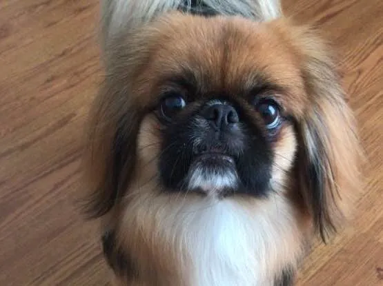 Cachorro ra a Pequinês  idade 2 anos nome Theo e Luy