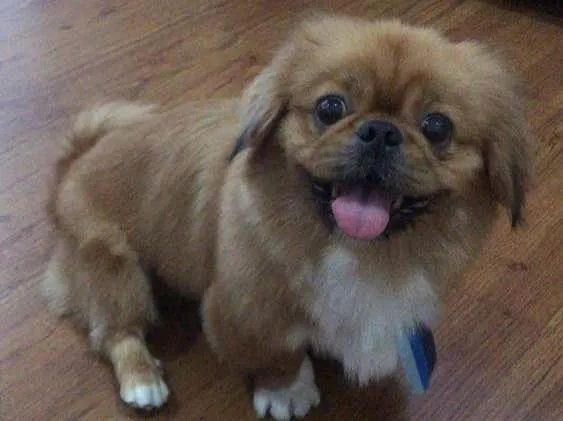 Cachorro ra a Pequinês  idade 2 anos nome Theo e Luy