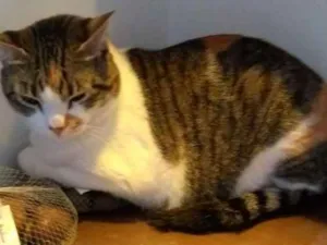 Gato raça SRD idade 3 anos nome Mitia