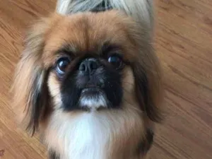 Cachorro raça Pequinês  idade 2 anos nome Theo e Luy