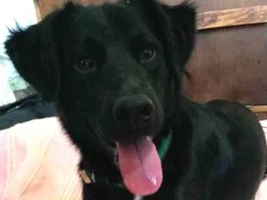 Cachorro raça SRD idade 2 anos nome Guri