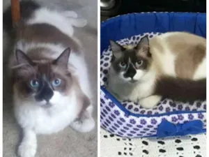 Gato raça SRD idade 2 a 6 meses nome Bubu 