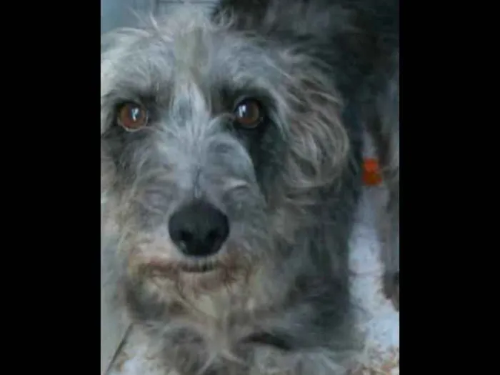 Cachorro raça SRD idade 6 ou mais anos nome Chiquinha