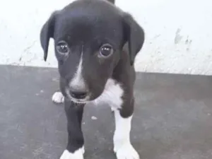 Cachorro raça Vira lata idade Abaixo de 2 meses nome Sem nome