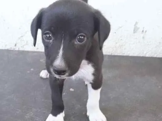 Cachorro ra a Vira lata idade Abaixo de 2 meses nome Sem nome