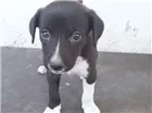 Cachorro raça Vira lata idade Abaixo de 2 meses nome Sem nome