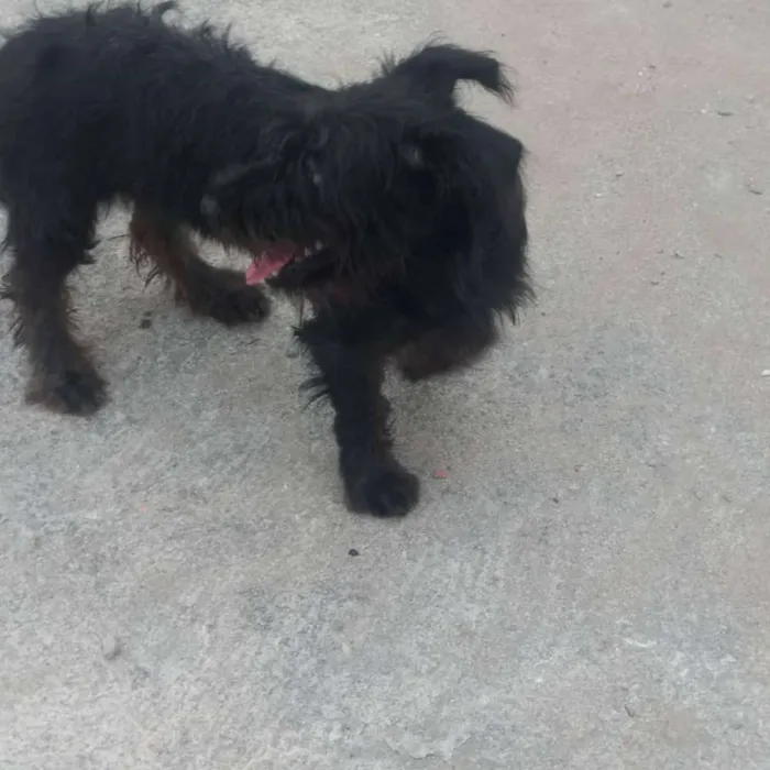 Cachorro raça Viralata idade 7 a 11 meses nome Sem nome