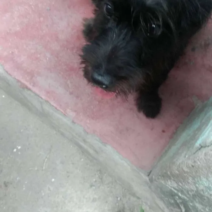 Cachorro raça Viralata idade 7 a 11 meses nome Sem nome