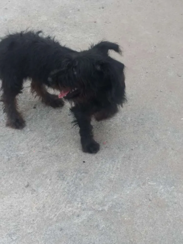 Cachorro raça Viralata idade 7 a 11 meses nome Sem nome