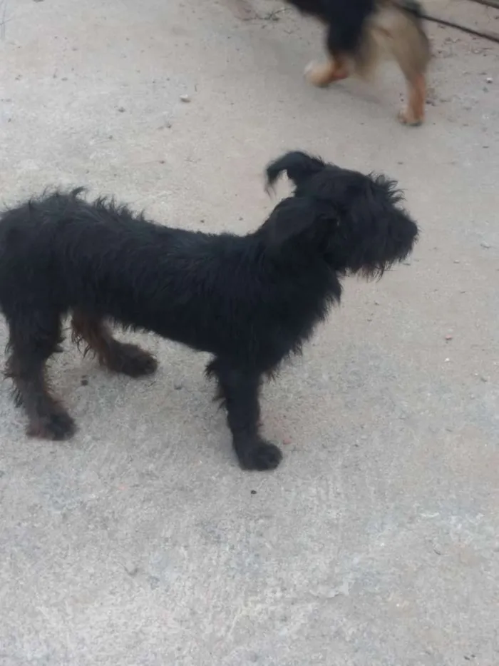 Cachorro raça Viralata idade 7 a 11 meses nome Sem nome