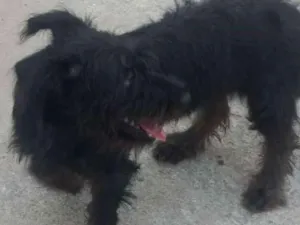 Cachorro raça Viralata idade 7 a 11 meses nome Sem nome