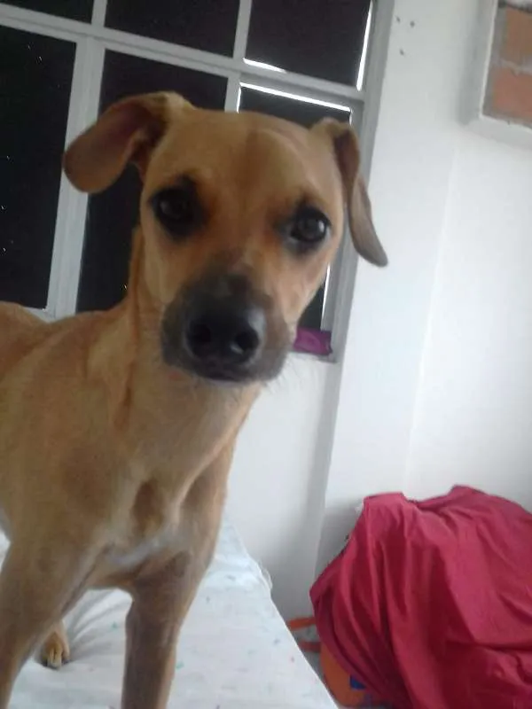 Cachorro raça Srd  idade 1 ano nome Lupita 