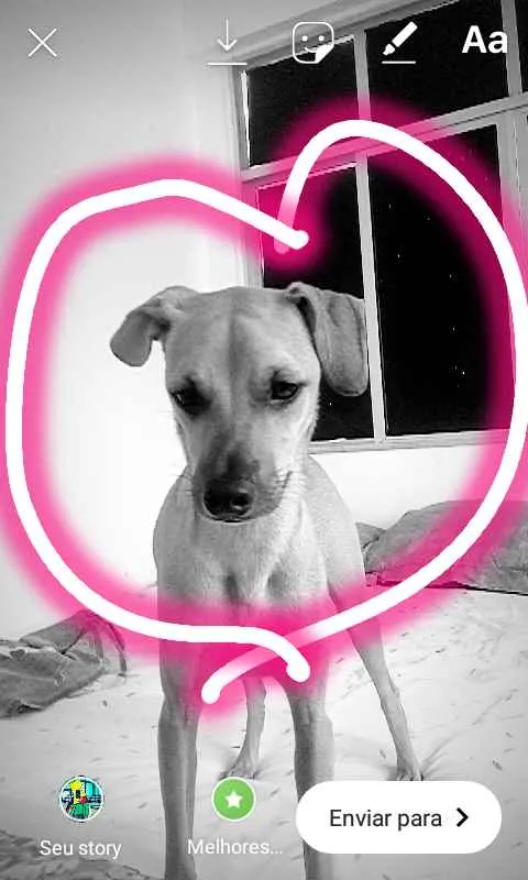 Cachorro raça Srd  idade 1 ano nome Lupita 