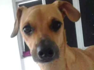 Cachorro raça Srd  idade 1 ano nome Lupita 