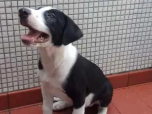 Cachorro raça SRD idade 2 a 6 meses nome Willy