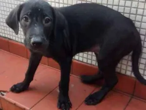 Cachorro raça SRD idade 2 a 6 meses nome Brian